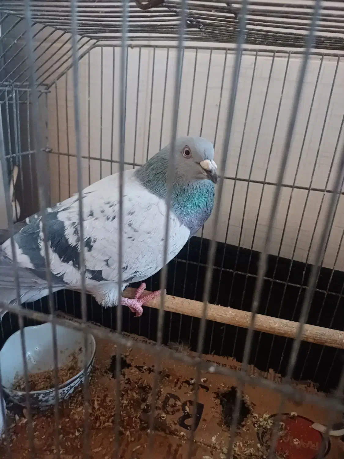 کبوتر|پرنده|کرمان, |دیوار