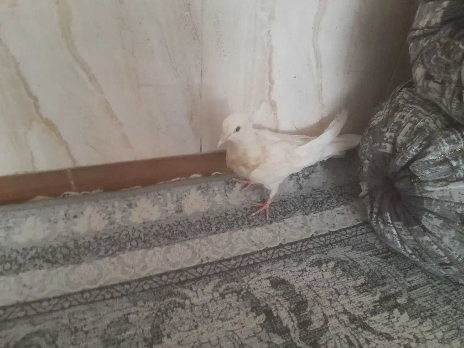 کبوتر|پرنده|شیراز, بید زرد|دیوار