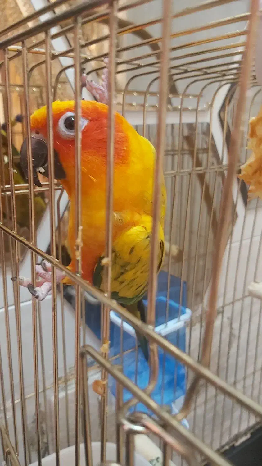 طوطی خورشیدی|پرنده|اردبیل, |دیوار