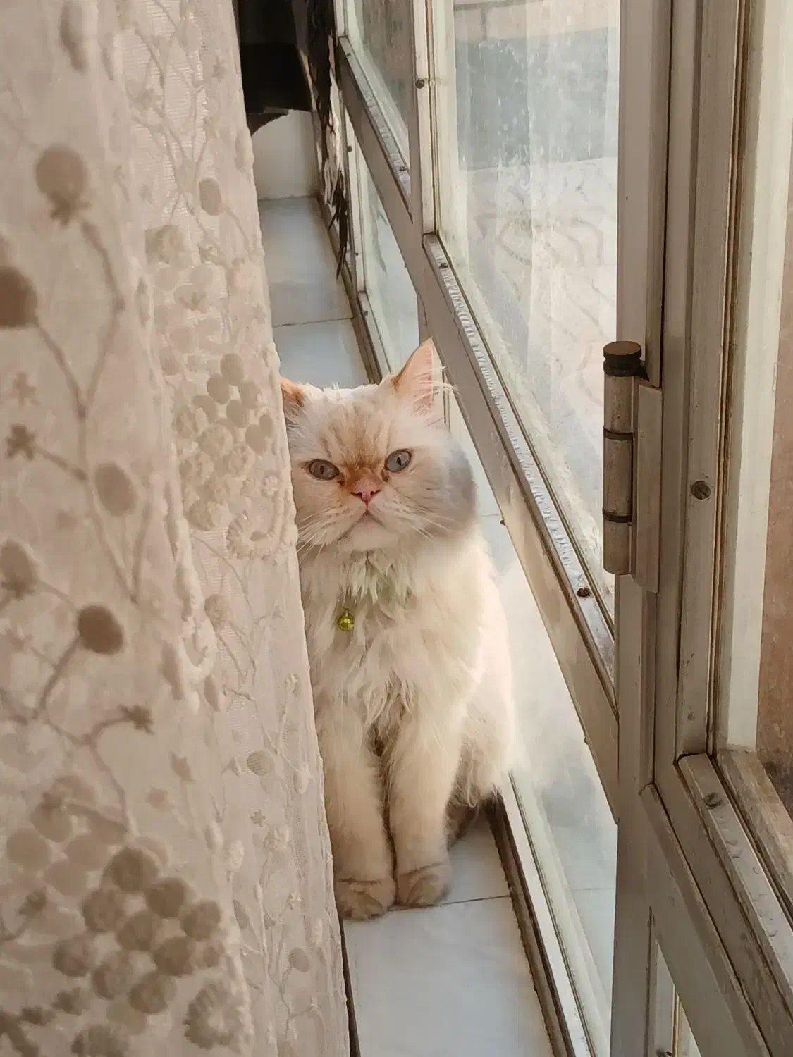 گربه پرشین|گربه|شهرکرد, |دیوار