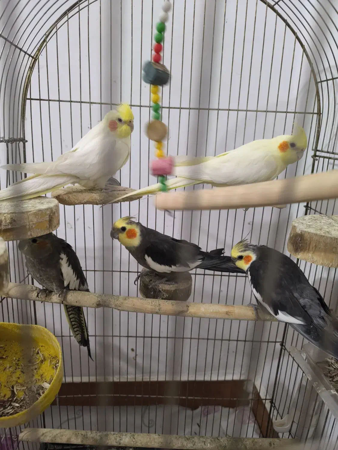 طوطی عروس هلندی|پرنده|محمدیه-قزوین, |دیوار