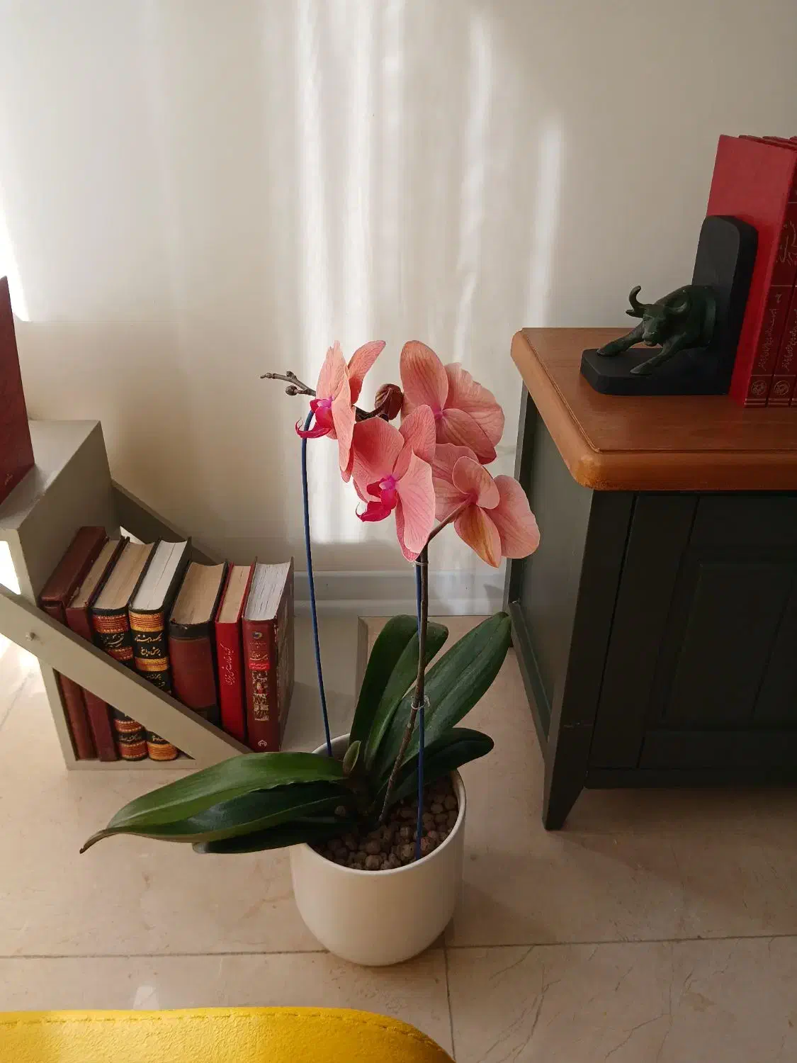 گل ارکیده صورتی طبیعی|گل و گیاه طبیعی|تهران, سردارجنگل|دیوار