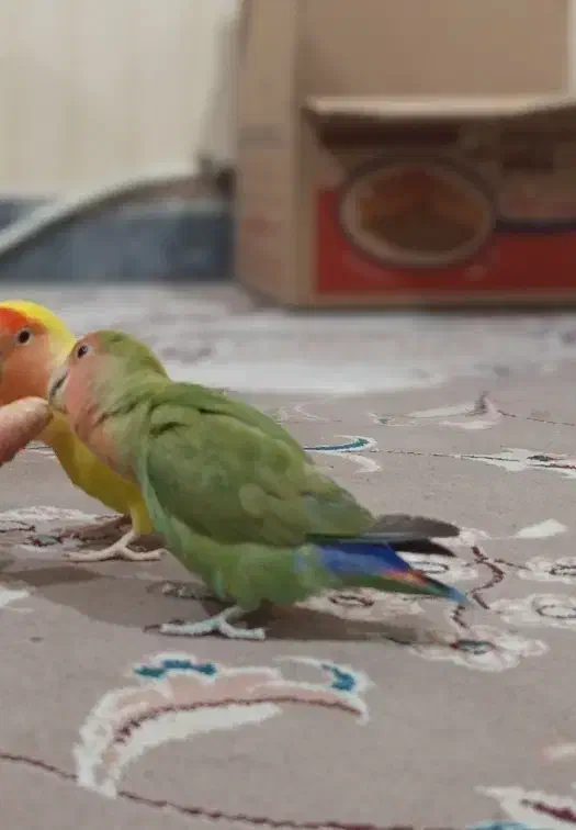 طوطی برزیلی دستی|پرنده|ماهدشت, |دیوار