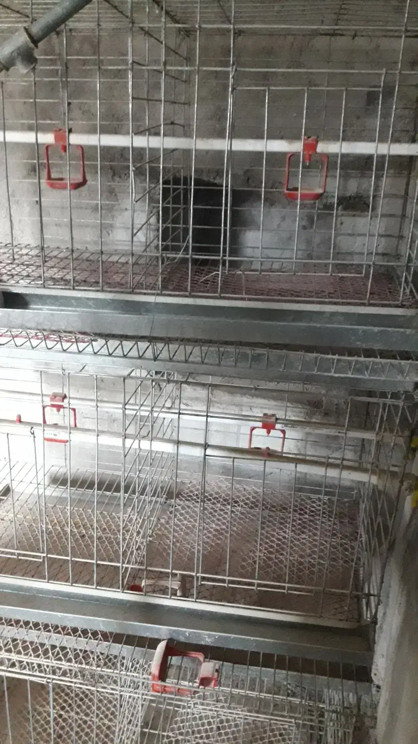 قفس سه طبقه گالوانیزه پرنده|لوازم جانبی حیوانات|بیرجند, |دیوار