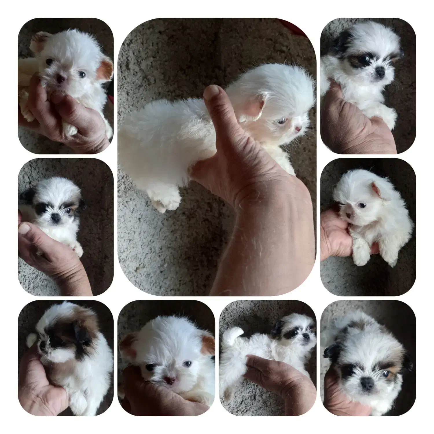 نیم وجبی ها|سگ|رشت, پسیخان|دیوار