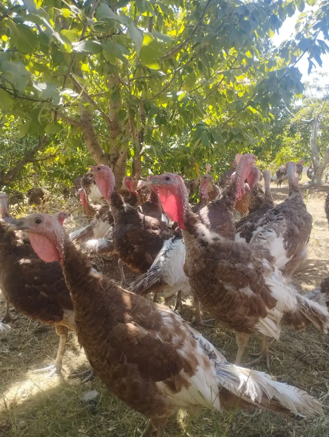 بوقلمون بومی|حیوانات مزرعه|بیلوار, |دیوار