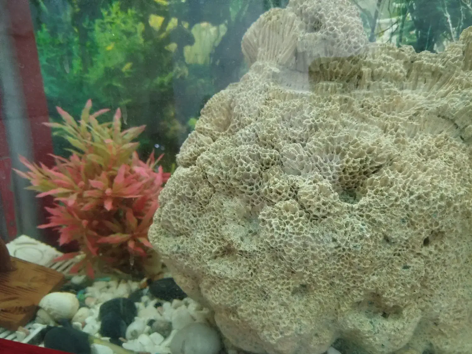 آکواریوم با تمام تجهیزاتش|ماهی|پاکدشت, پاکدشت (مامازند)|دیوار