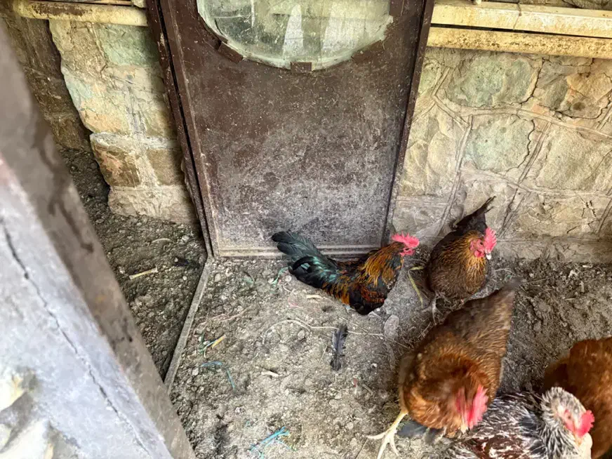 مرغ خروس|حیوانات مزرعه|فشم, |دیوار