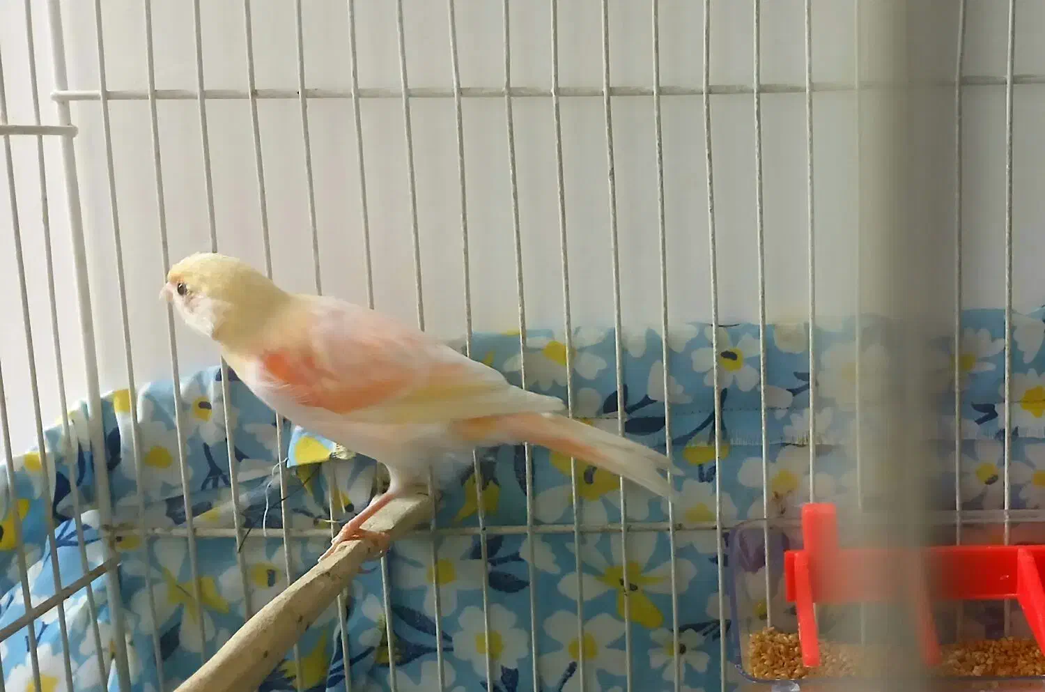 قناری ماده خوشرنگ سرخ زرد دورنگ درشت با قفس|پرنده|شیروان (خراسان), |دیوار