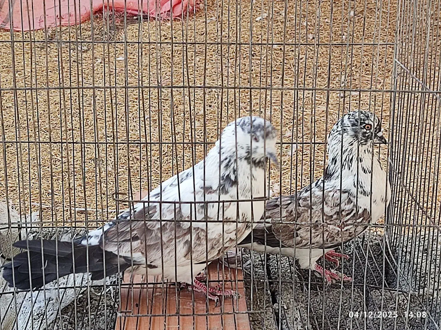 کبوتر|پرنده|ایلام, |دیوار