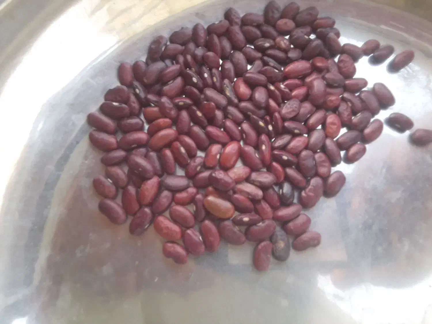 لوبیا قرمز تازهلوو|عمده‌فروشی|روانسر, |دیوار