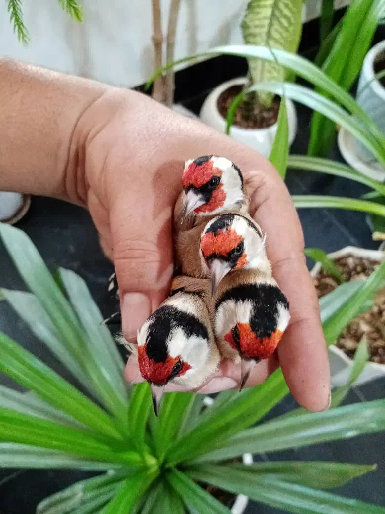 سهره داغسر (سرسیاه)|پرنده|مبارکه, |دیوار