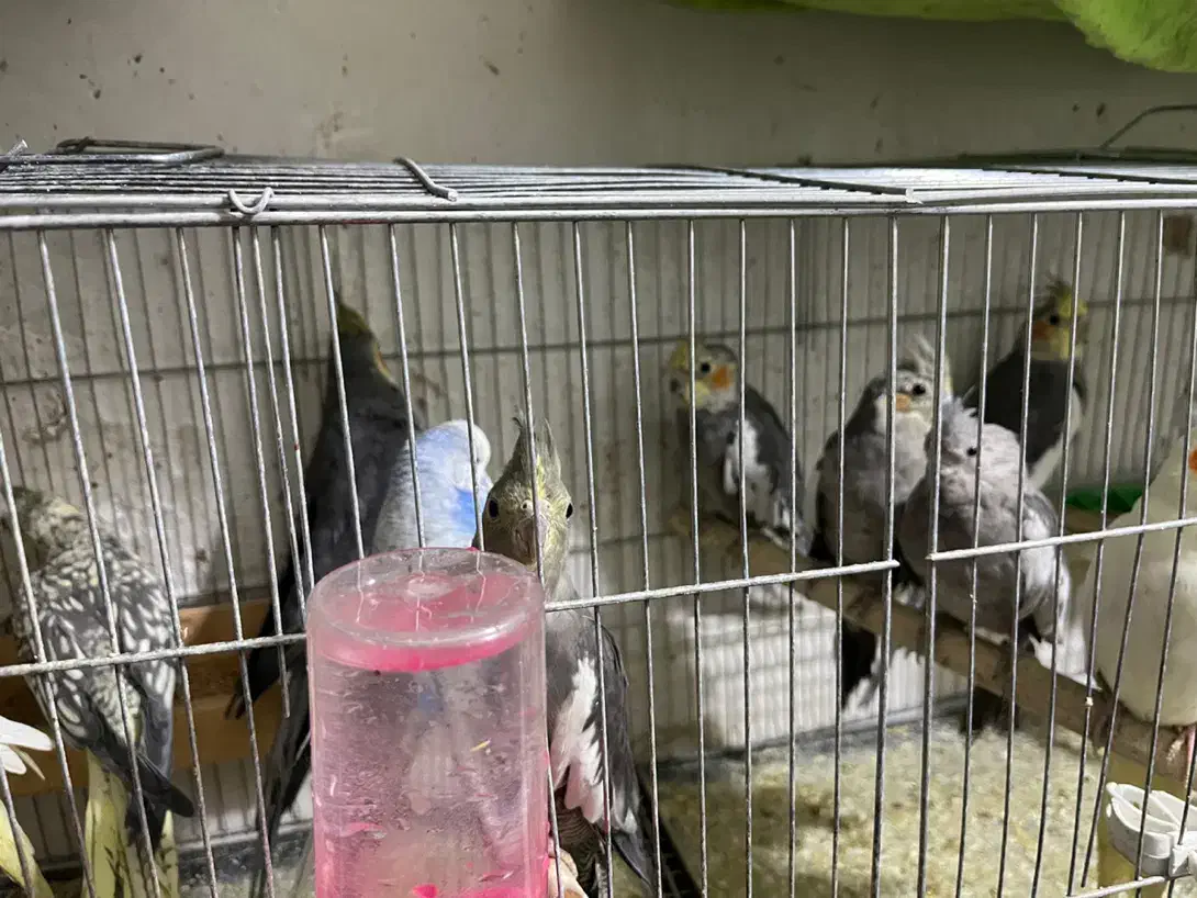 عروس هلندی بالغ|پرنده|شهریار, کهنز|دیوار