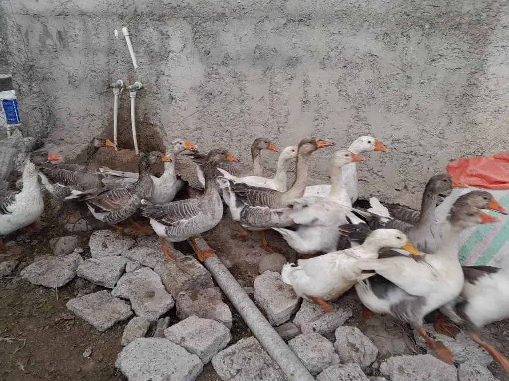 غاز محلی گوشتی و سنگین وزن|حیوانات مزرعه|رشت, پسیخان|دیوار