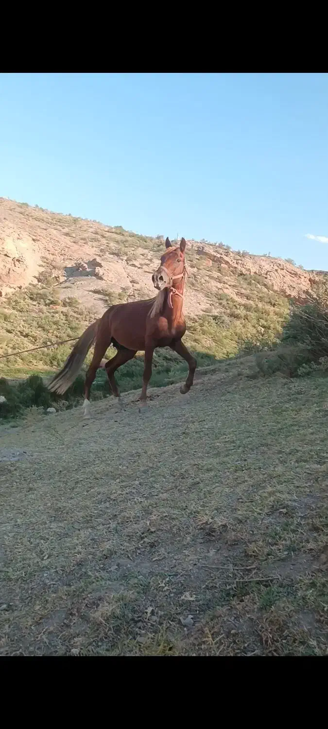 اسب نریان|اسب و تجهیزات اسبسواری|جلفا, |دیوار