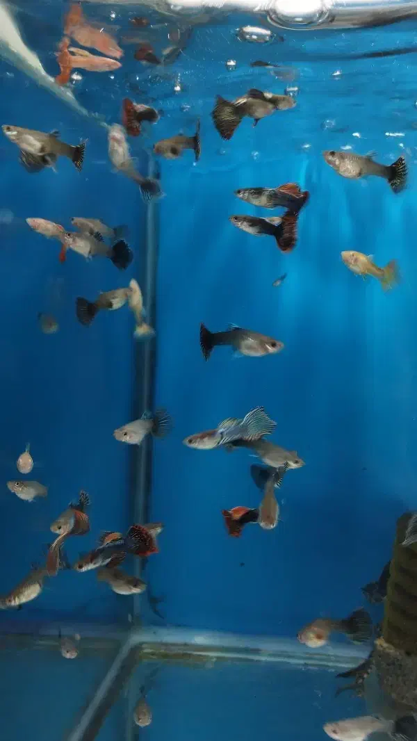 ماهی گوپی|ماهی|پرند, فاز ۵|دیوار