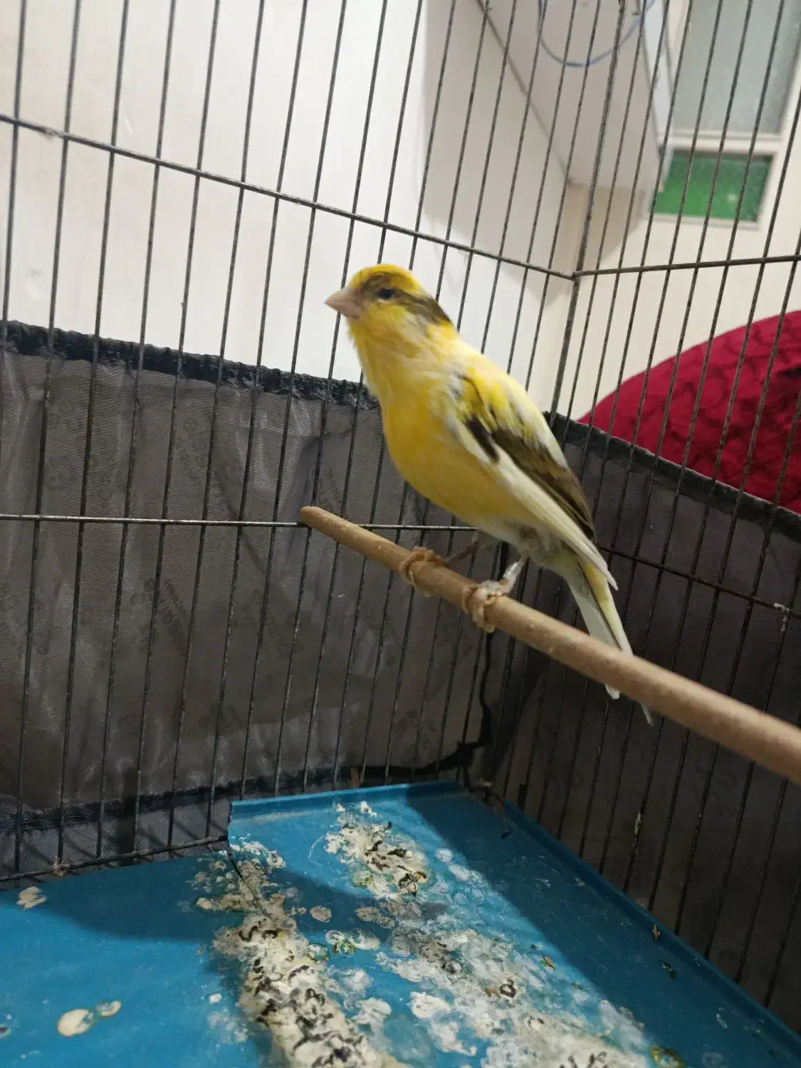 قناری نر|پرنده|الوند, |دیوار