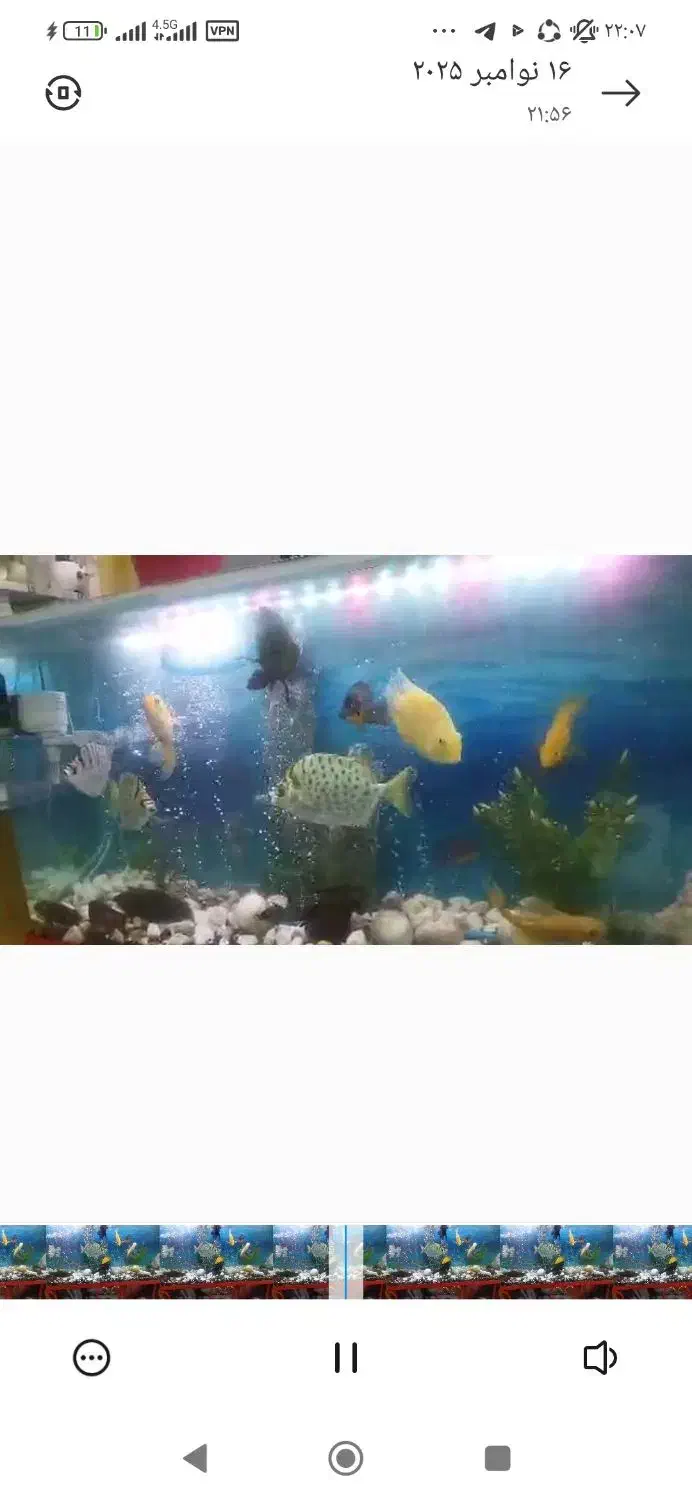 آکواریم  فروشی|ماهی|قمصر, |دیوار