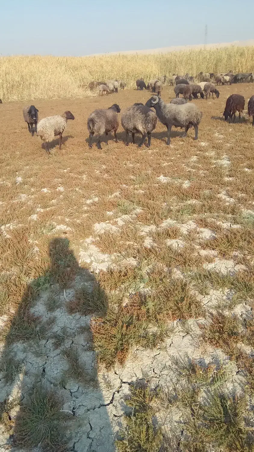 میش کشتاری  چاق|حیوانات مزرعه|کهریزک, |دیوار