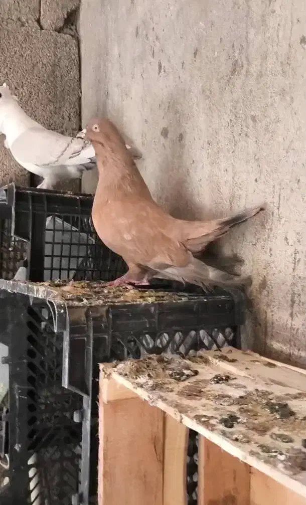 نر کله ای طلایی بزرگ|پرنده|بندر دیر, |دیوار