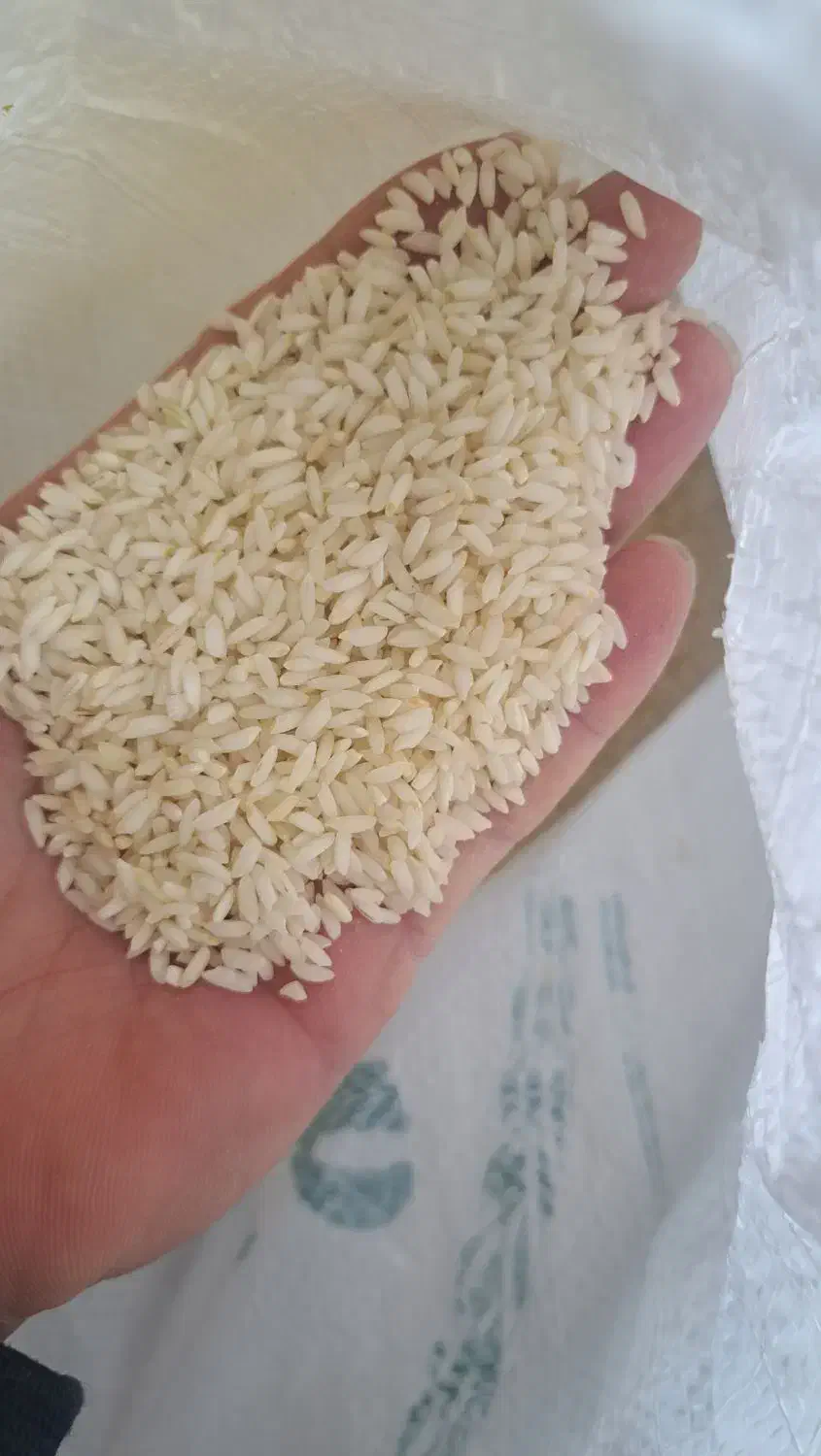 برنج عنبربو|خوردنی و آشامیدنی|اردبیل, |دیوار