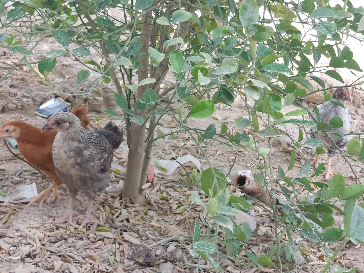 مرغ|حیوانات مزرعه|قشم, |دیوار