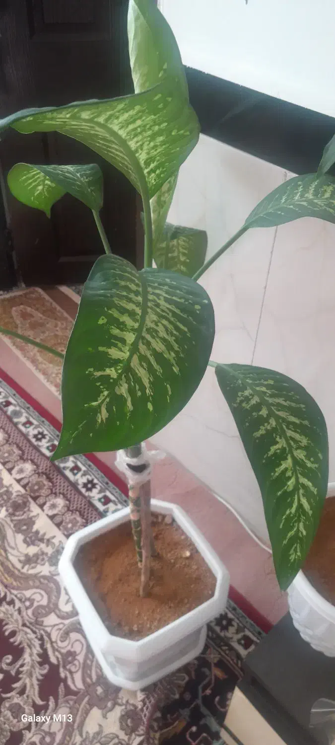 گل دیفن|گل و گیاه طبیعی|بلبان آباد, |دیوار