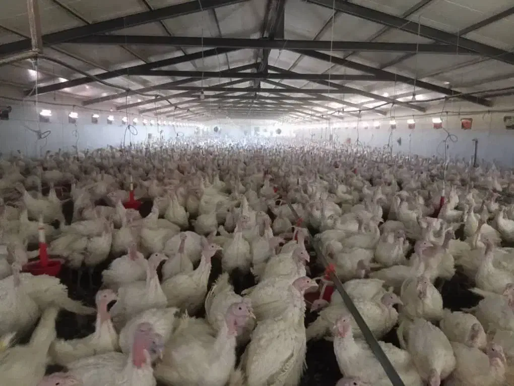 بوقلمون بوربون برنز|حیوانات مزرعه|مرودشت, بیست متری بیمارستان|دیوار