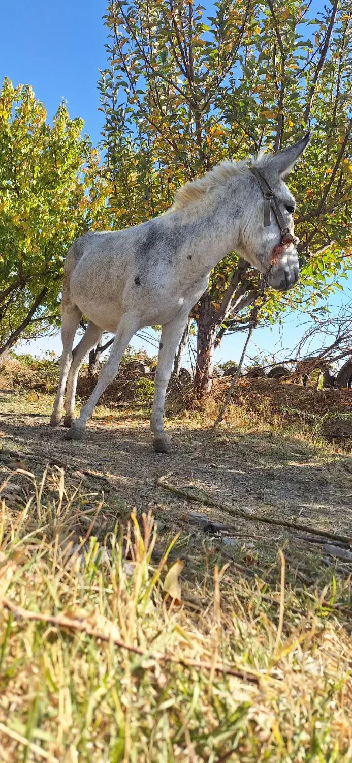 الاغ جوان|حیوانات مزرعه|خمین, |دیوار