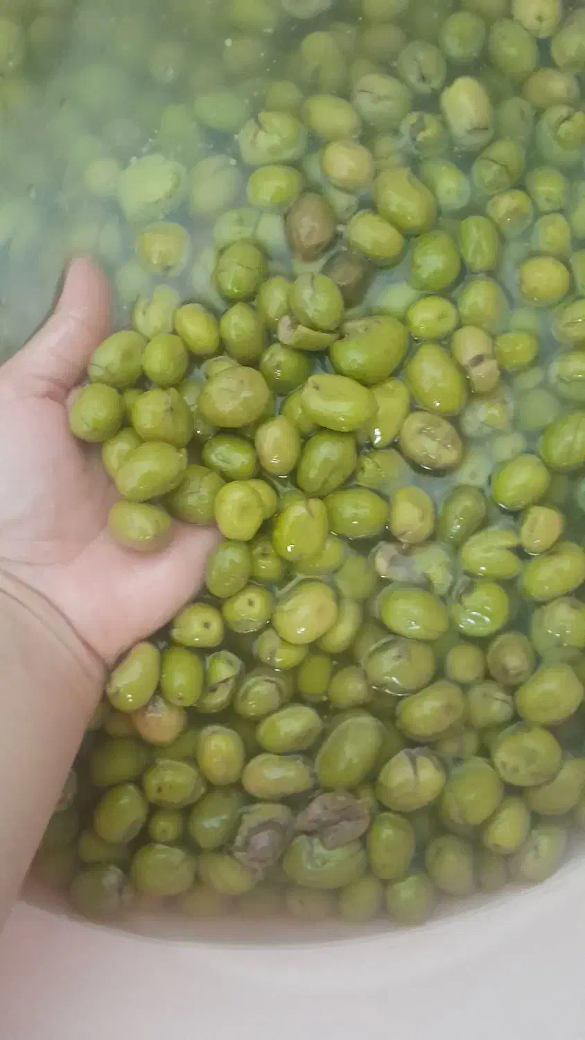 زیتون سفید روغنی طارم|حراج|قزوین, |دیوار