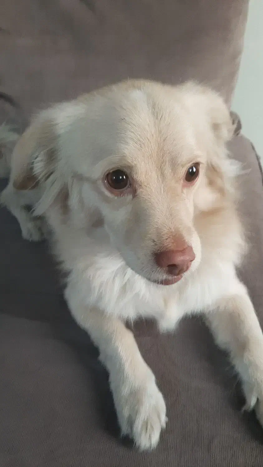 این بچه رو ازدست یه دزد گرفتم پت شمانیست|حیوانات|پردیس, فاز ۹|دیوار