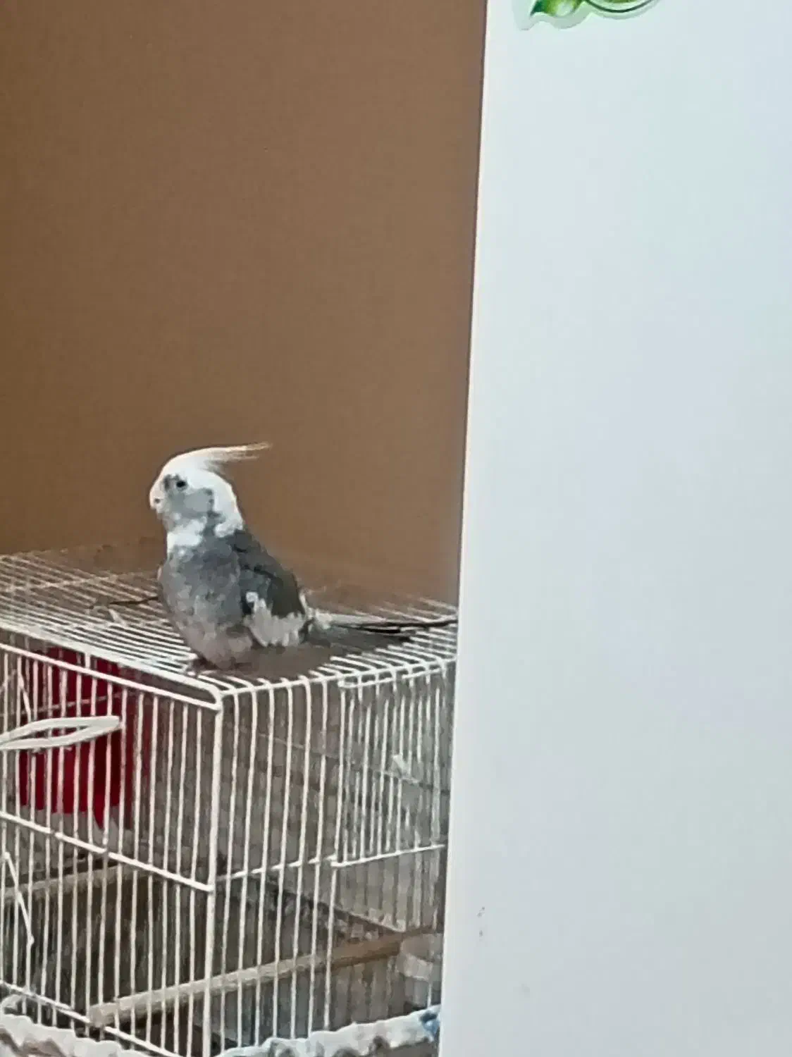 معاوضه یا فروش عروس هلندی نر|پرنده|بندر ماهشهر, |دیوار