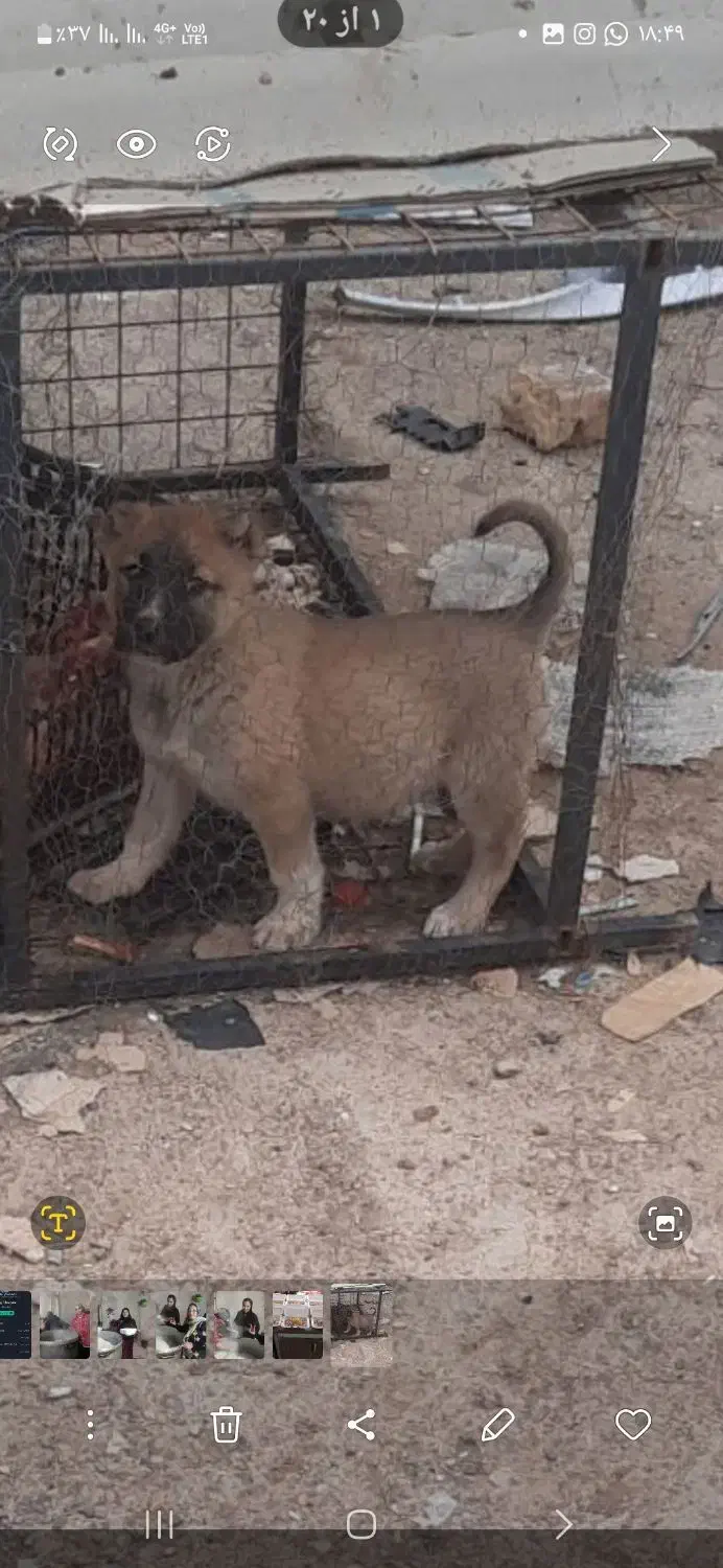 سگ سرابی|سگ|مشهد, ارمغان|دیوار