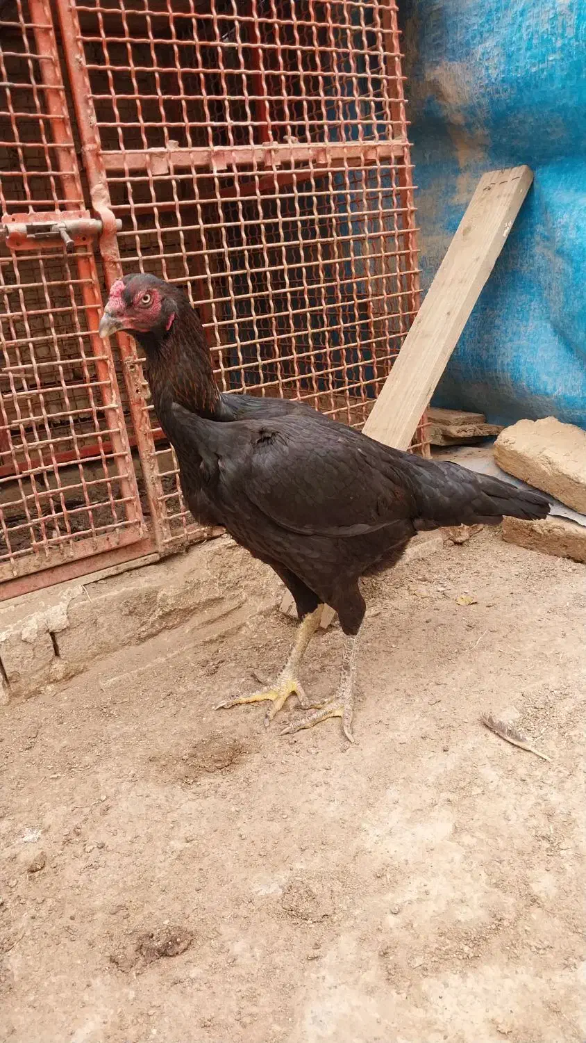 مرغ لاری|حیوانات مزرعه|صوفیان, |دیوار