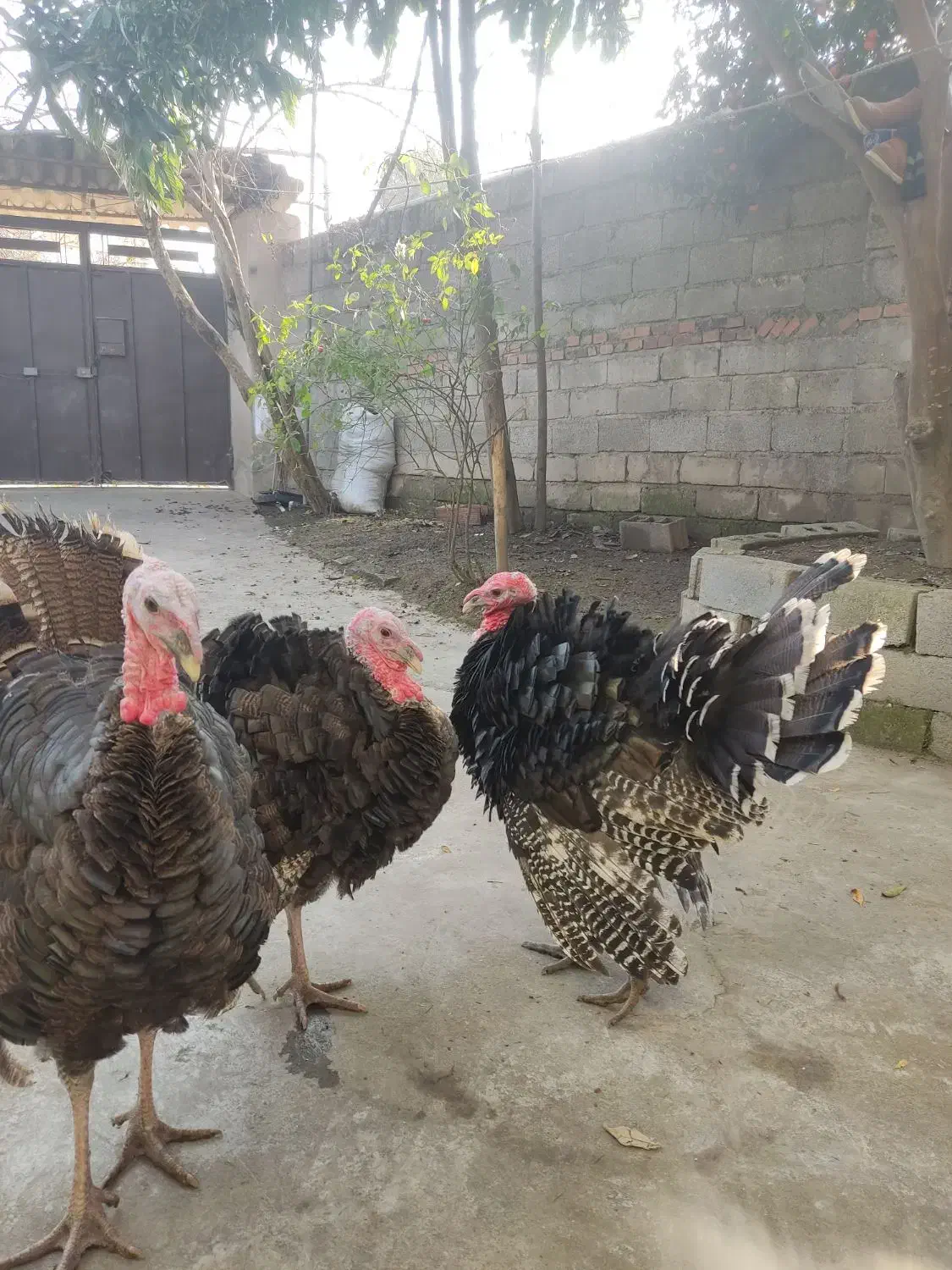 بوقلمون نر|حیوانات مزرعه|سرخرود, |دیوار