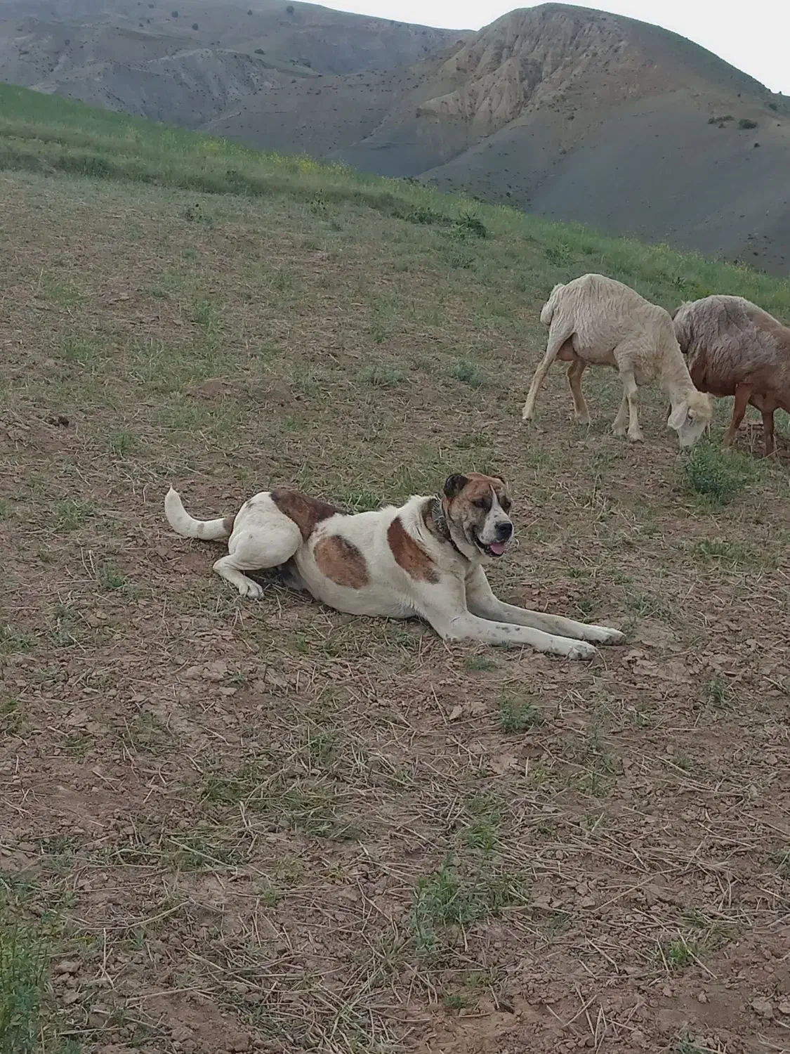 پلنگ ۳ساله گوسفندی|سگ|شیروان (خراسان), |دیوار