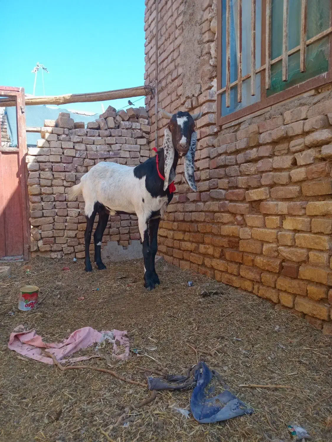 یک عددبزابستن فروشی|حیوانات مزرعه|شهرآباد, |دیوار