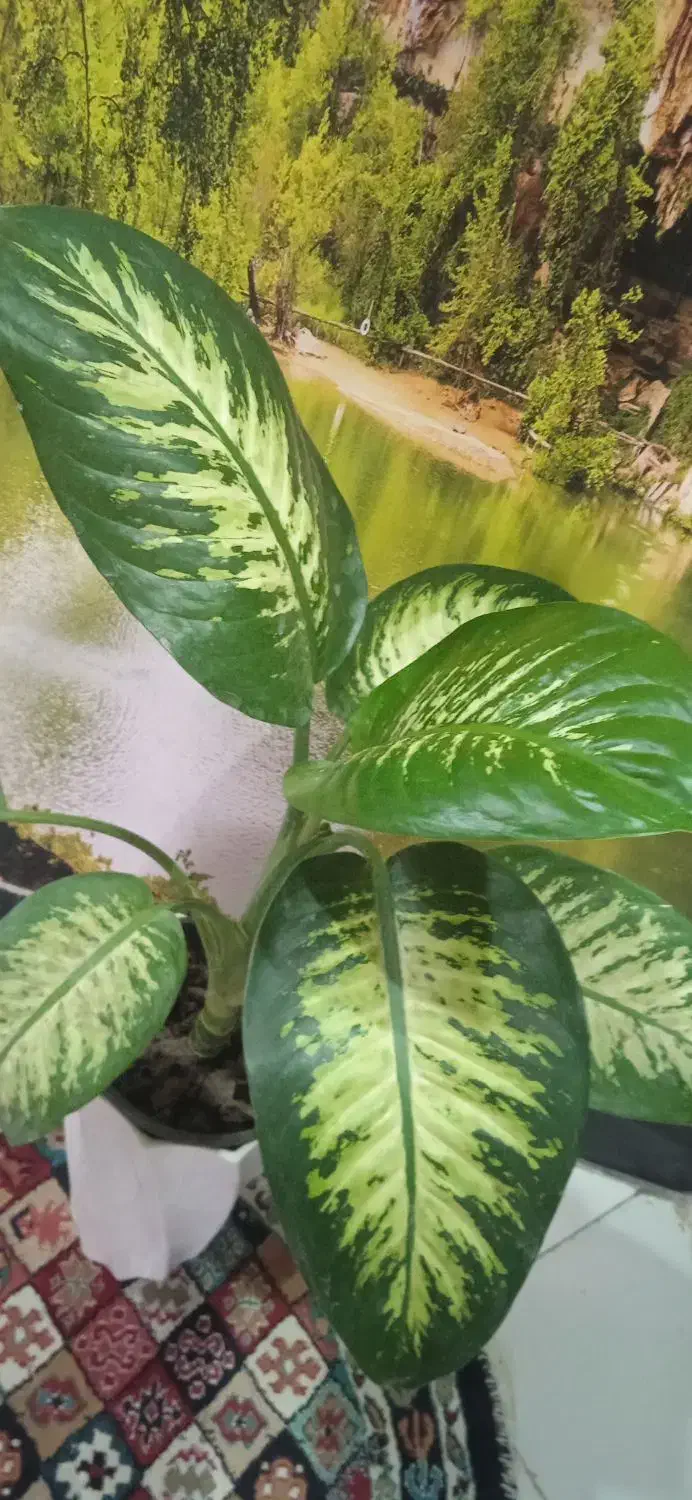 فروش گیاه خانگی گل۸۰|حراج|بروجرد, |دیوار