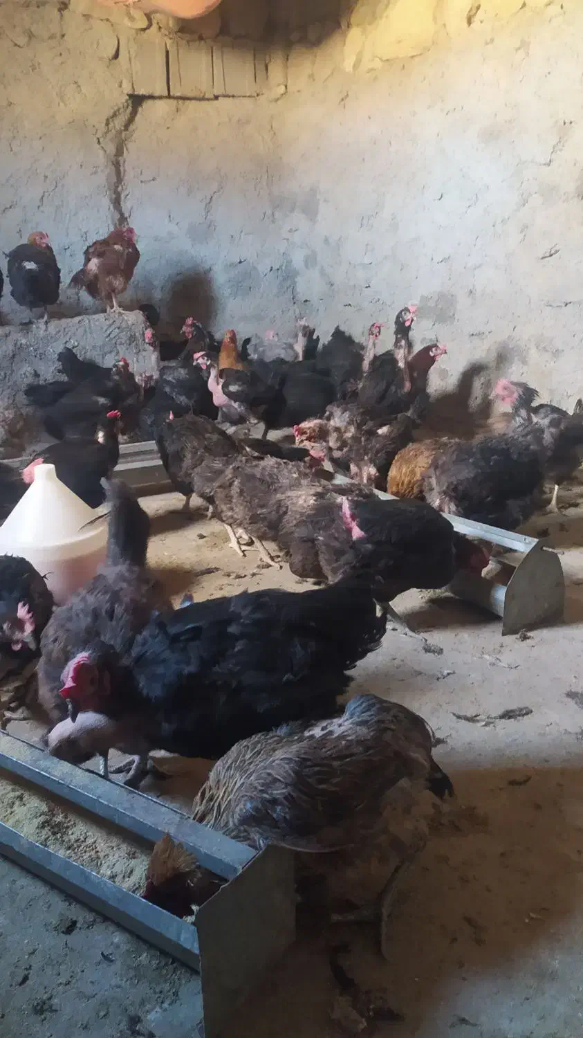 مرغ محلی تخم گذار|حیوانات مزرعه|چیتاب, |دیوار