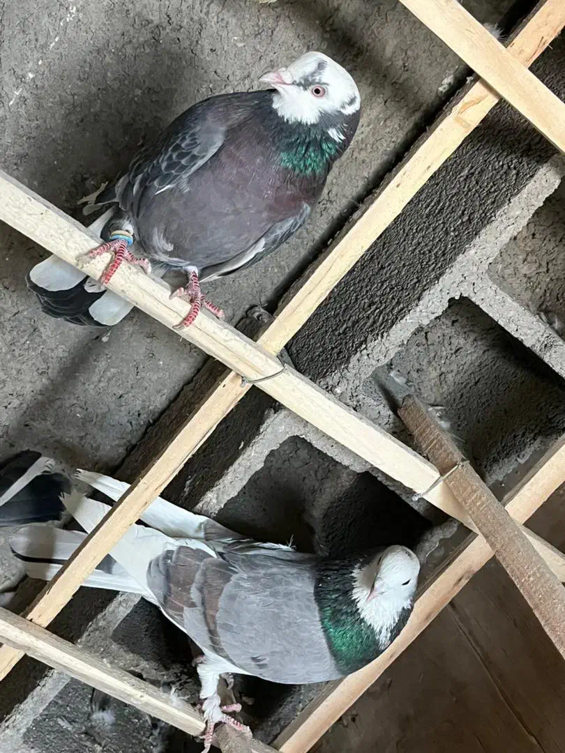 پرشی ، سالم|پرنده|پیر بکران, |دیوار