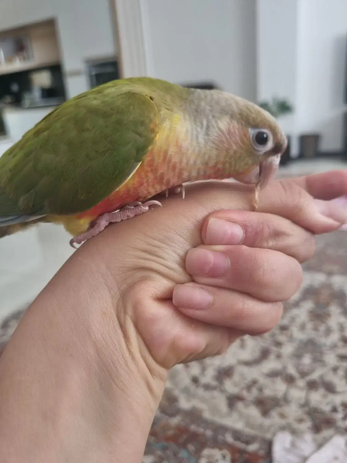 طوطی گرینچیک|پرنده|محمدیه-قزوین, |دیوار