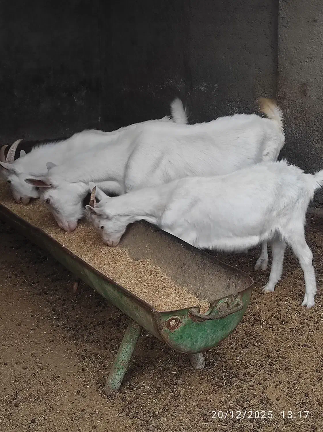 بز سانن درجه یک اصل|حیوانات مزرعه|سیمین شهر, |دیوار