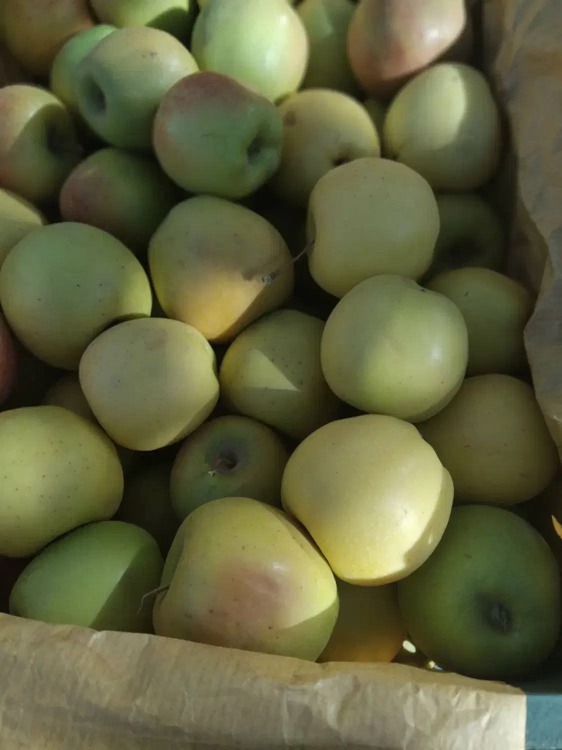 سیب مراغه|عمدهفروشی|سراجو, |دیوار