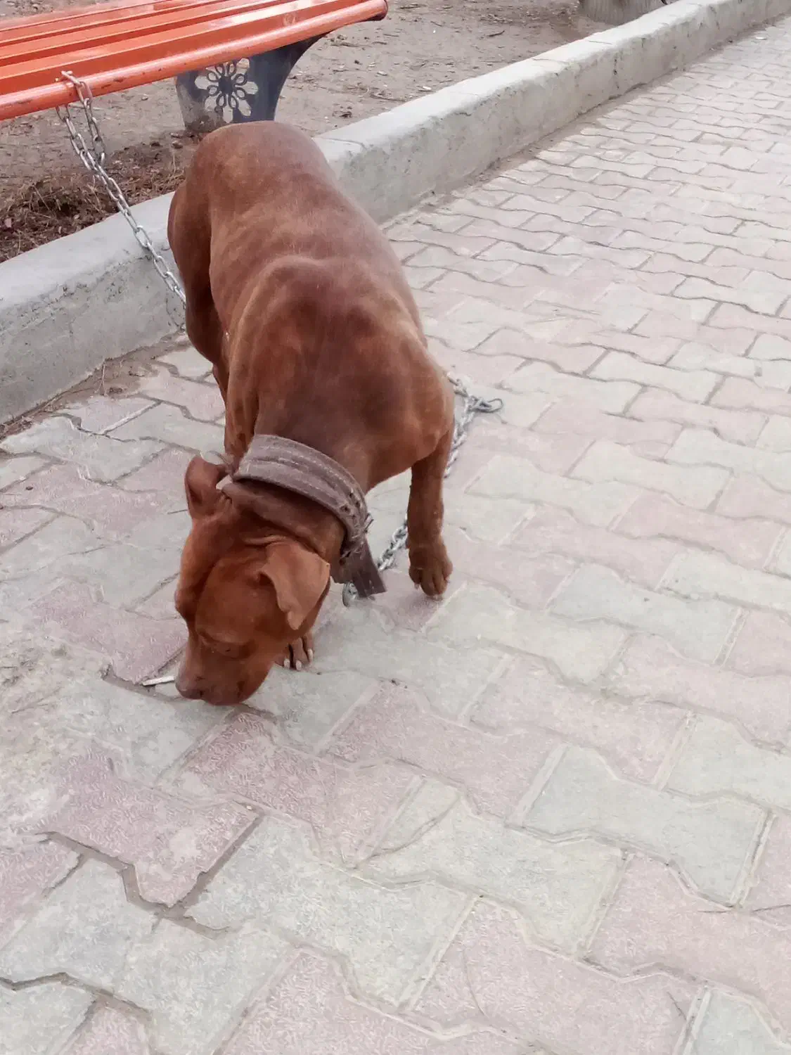 سگ پیت بول ماده|سگ|اسلام‌شهر, شهرک توحید|دیوار