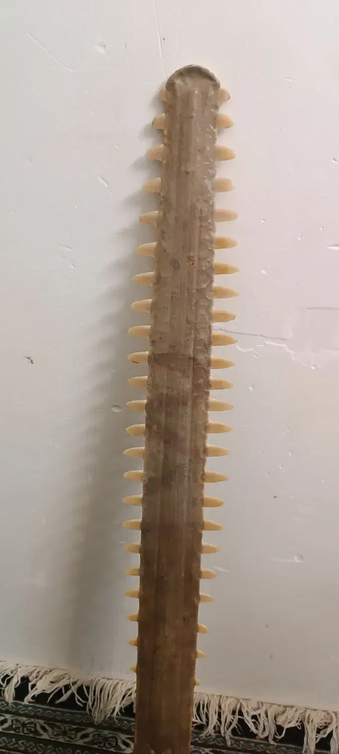 شمشیر دندان کوسه ماهی قرن 4قبل از میلاد|کلکسیون اشیاء عتیقه|سیرجان, |دیوار