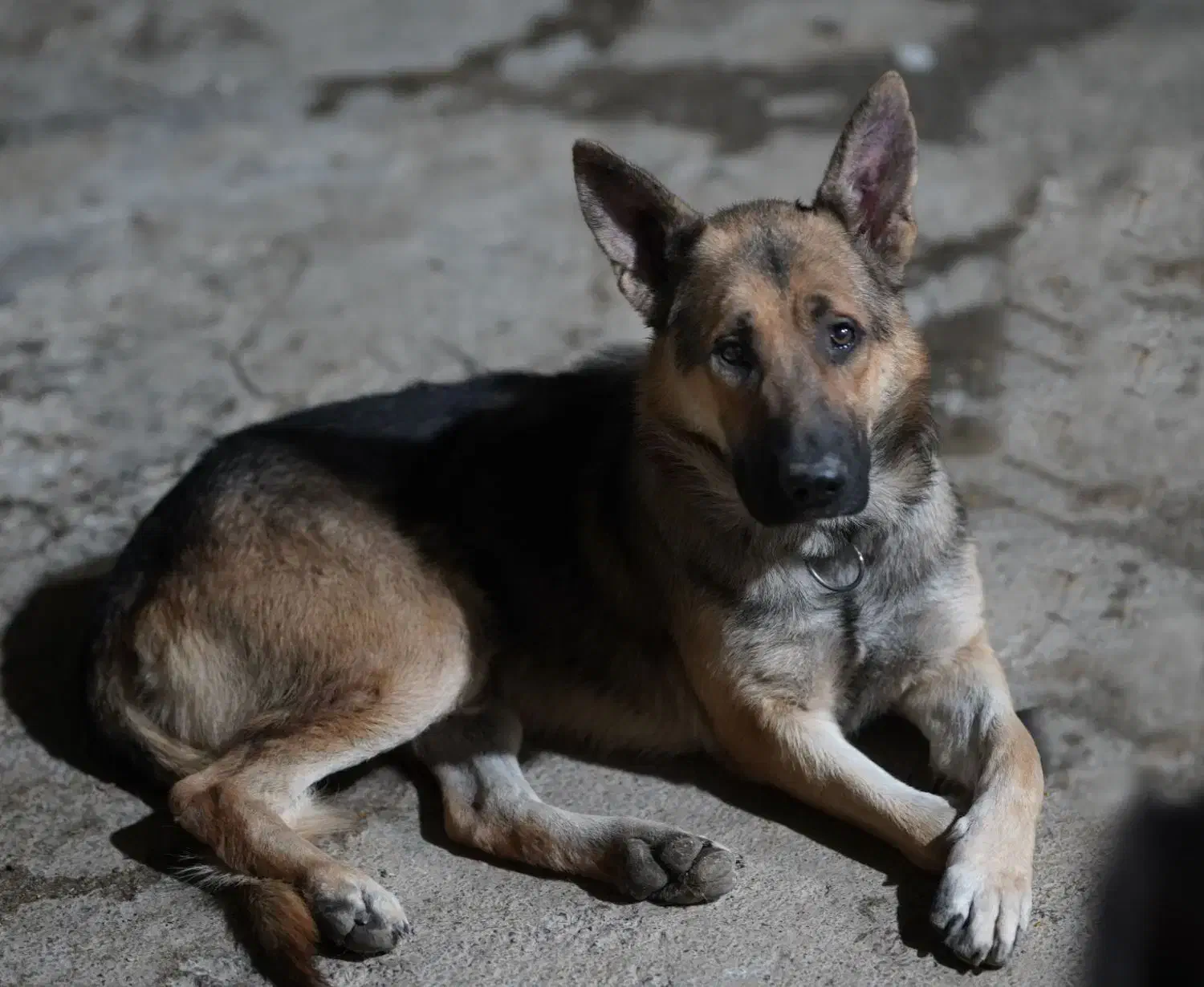 سگ نر ژرمن ورک لاین|سگ|صحنه, |دیوار