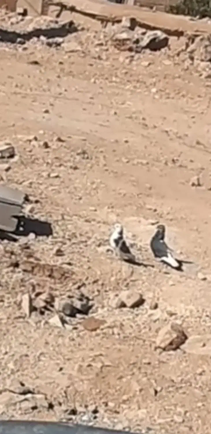 کبوتر زوردار|پرنده|کرمانشاه, |دیوار