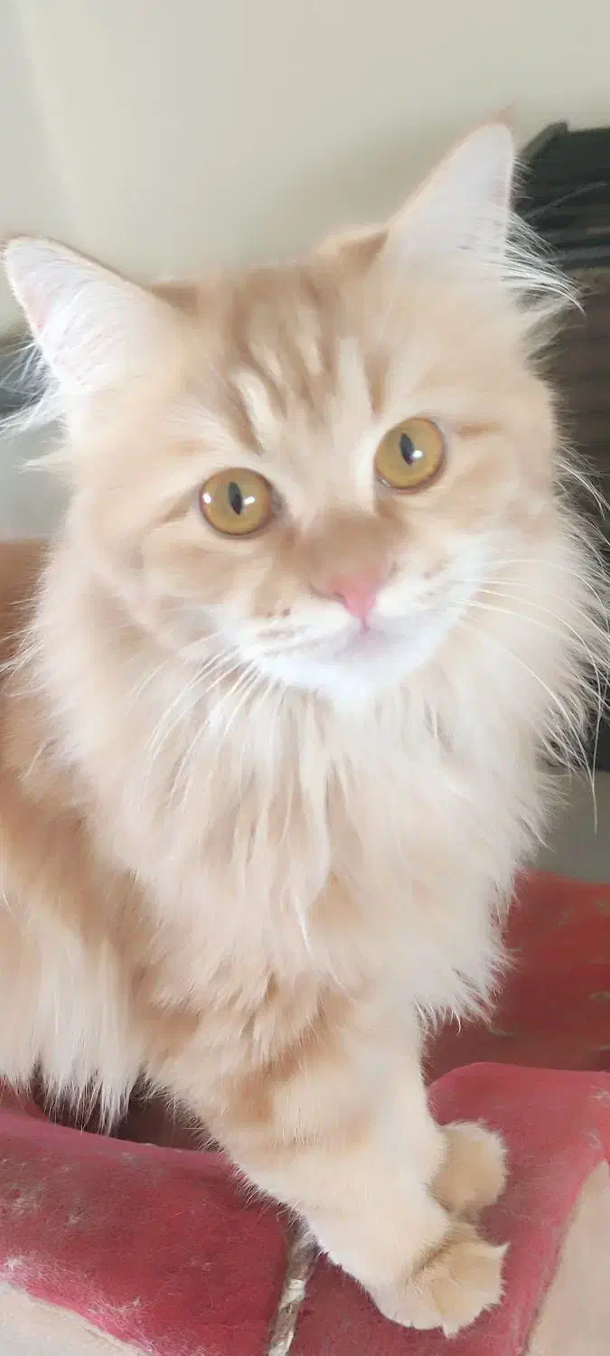 واگذاری حیوان خانگی|گربه|کرمان, |دیوار