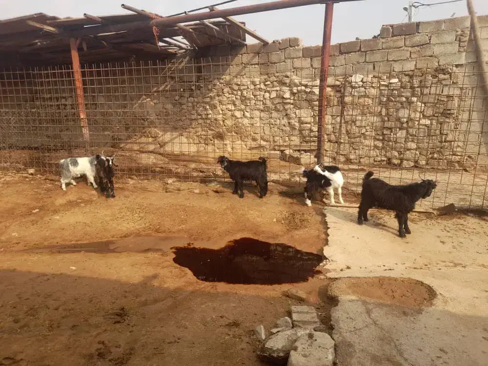 چپش نر ۴ راس|حیوانات مزرعه|اندیمشک, |دیوار