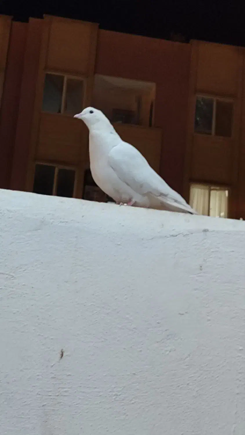 کبوتر|پرنده|شاهینشهر, مسکن مهر|دیوار